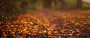 Autumn